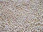 White Sorghum